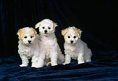 PUP 27 DC0005 08
A Group Of Bichon Frise Puppies Laying And Sitting