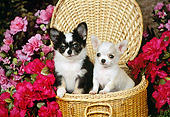 PUP 27 FA0001 01
Two Chihuahua Puppies Standing In Basket By Red And Pink Flowers