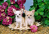 PUP 27 FA0002 01
Two Chihuahua Puppies Sitting On Mat By Pink Flowers