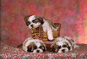PUP 27 RC0001 01
Portrait Of Three Shih-Tzu Puppies Sleeping Wicker Chair Studio