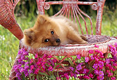 PUP 27 RC0002 01
Pomeranian Puppy Laying On Wicker Chair With Pink And Purple Flowers