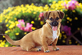PUP 27 RC0003 01
Tan Toy Dog Puppy Sitting By Yellow And Pink Flowers