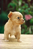 PUP 27 RC0004 01
Portrait Of Tan Chihuahua Puppy Standing On Mat