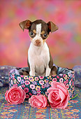 PUP 27 RC0006 01
Portrait Of Chihuahua Puppy Sitting In Round Box By Three Pink Roses Studio
