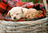 PUP 27 RC0007 01
Portrait Head Shot Of Two Tan Chihuahua Puppies Sleeping In Basket