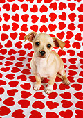 PUP 27 RC0010 01
Chihuahua Puppy Sittiing On Heart-Print Background
