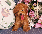 PUP 27 RK0002 05
Toy Poodle Sitting On Blue Couch Next To Flowers And Pillow Facing Camera
