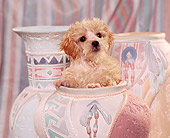 PUP 27 RK0012 01
Miniature Poodle Sitting In Pastel Vase Facing Camera