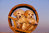 PUP 27 RK0013 03
Two Miniature Poodles Sitting Together In Wooden Circle Blue Sky At Dusk