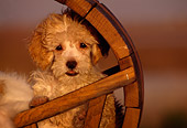 PUP 27 RK0014 01
Miniature Poodle Sitting Inside Wooden Circle