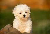PUP 27 RK0015 01
Bichon Frise Puppy Sitting On Top Of Rocks At Beach