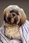 PUP 27 RK0017 11
Lhasa Apso Puppy Sitting Wrapped In Sheet Studio