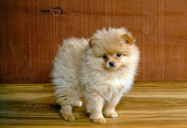 PUP 27 RK0024 03
Pomeranian Puppy Standing On Wooden Floor