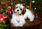 PUP 27 RK0032 11
Lhasa Apso Puppy Sitting On Chair By Flowers