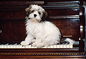 PUP 27 RK0033 06
Lhasa Apso Puppy Sitting On Keys Of Piano Facing Camera