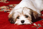 PUP 27 RK0034 05
Head Shot Of Lhasa Puppy Apso Laying On Red Rug