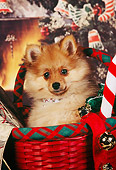 PUP 27 RK0063 02
Head Shot Of Pomeranian Puppy Sitting In Christmas Basket