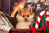 PUP 27 RK0064 04
Head Shot Of Pomeranian Puppy Sitting In Christmas Basket