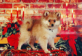 PUP 27 RK0070 03
Pomeranian Puppy Standing On Christmas Present In Front Of Candles