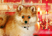PUP 27 RK0071 05
Close-Up Of Pomeranian Puppy Christmas Decorations  Brick Wall Candles