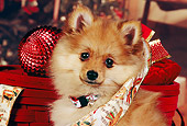 PUP 27 RK0074 04
Head Shot Of Pomeranian Puppy With Collar In Christmas Ribbon And Decorations