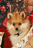 PUP 27 RK0074 05
Head Shot Of Pomeranian Puppy With Collar In Christmas Ribbon And Decorations