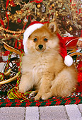PUP 27 RK0078 02
Pomeranian Puppy Wearing Santa Hat Sitting On Rug