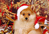 PUP 27 RK0079 03
Close-Up Of Pomeranian Puppy Wearing Santa Hat Christmas Sled Decorations