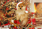 PUP 27 RK0081 01
Pomeranian Puppy Wearing Santa Hat Standing In Christmas Sled Christmas Tree And Decorations