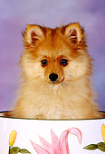 PUP 27 RK0088 01
Pomeranian Puppy Sitting In Cup Mottled Background