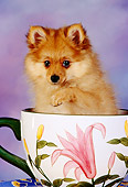 PUP 27 RK0088 03
Pomeranian Puppy Sitting In Cup Mottled Background