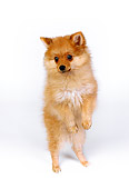 PUP 27 RK0096 06
Wide Angle Of Pomeranian Puppy Standing On Hind Legs