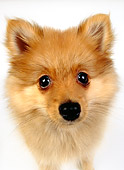 PUP 27 RK0098 03
Overhead View Of Pomeranian Puppy On White Seamless