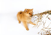 PUP 27 RK0102 04
Pomeranian Pulling On Gold Ribbons On White Seamless