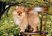 PUP 27 RK0106 01
Pomeranian Puppy Standing On Wooden Chair By Trees Studio