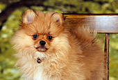 PUP 27 RK0107 01
Close-Up Of Pomeranian Puppy Standing On Wooden Chair Trees Background Studio