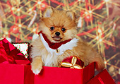 PUP 27 RK0110 01
Pomeranian Puppy Sitting With Christmas Presents