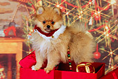 PUP 27 RK0110 04
Pomeranian Puppy Sitting With Christmas Presents
