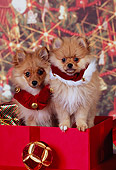 PUP 27 RK0112 08
Two Pomeranian Puppies Sitting Inside Christmas Present