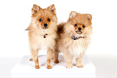 PUP 27 RK0113 01
Two Pomeranian Puppies Standing On White Seamless Studio