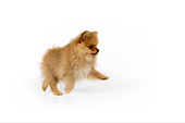PUP 27 RK0118 01
Pomeranian Puppy Playing On White Seamless