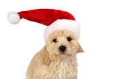 PUP 27 RK0189 01
Poodle Puppy Wearing Santa Hat On White Seamless