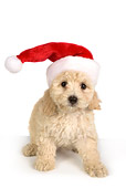 PUP 27 RK0190 01
Poodle Puppy Wearing Santa Hat On White Seamless