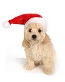 PUP 27 RK0191 01
Poodle Puppy Wearing Santa Hat On White Seamless