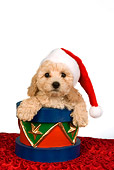PUP 27 RK0198 01
Head Shot Of Poodle Puppy Wearing Santa Hat In Christmas Drum
