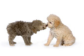 PUP 27 RK0205 01
Two Poodle Puppies Sitting On White Seamless Studio