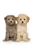 PUP 27 RK0212 01
Two Poodle Puppies On White Seamless Studio