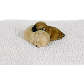 PUP 27 RS0003 01
Two Pomeranian Puppies Sleeping On White Rug Studio