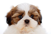 PUP 27 YT0001 01
Head Shot Of Shih Tzu Puppy On White Seamless