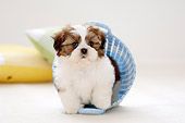 PUP 27 YT0002 01
Shih Tzu Puppy Standing In Blue Basket